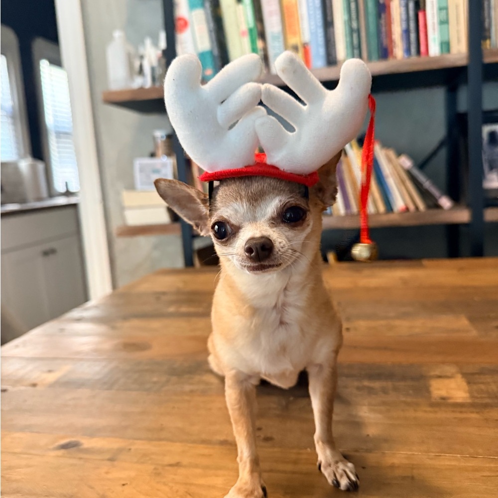🎅 Soft White Reindeer Antler Hat for Small Dogs
